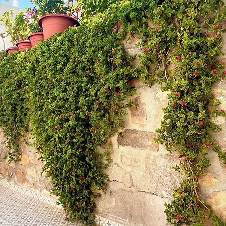 Hotel Denizyildizi Bozcaada
